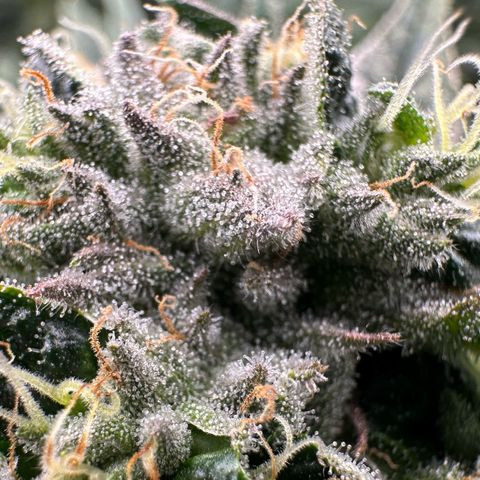 Misc x (LA Kush x Zkittles) #26 60.7g growlog timeline photo