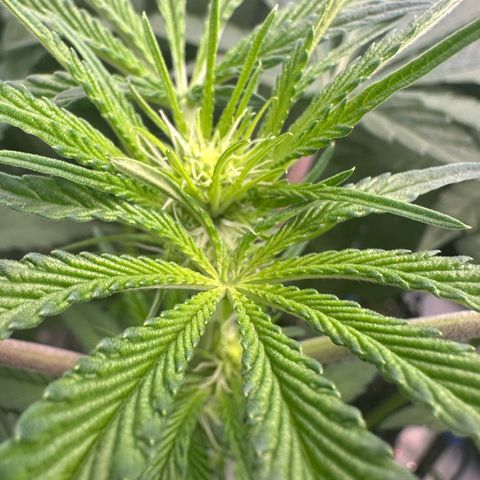 CxLAZ #16 50.72g growlog timeline photo