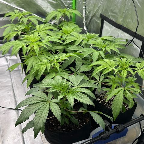 Misc x (LA Kush x Zkittles) #26 60.7g growlog timeline photo
