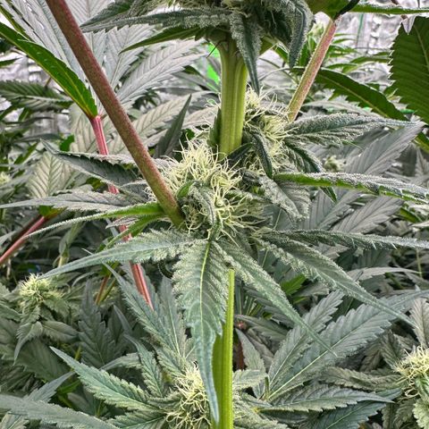 CxLAZ #16 50.72g growlog timeline photo