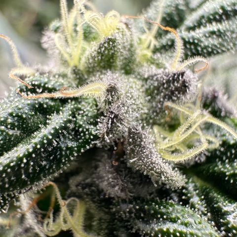 Misc x (LA Kush x Zkittles) #05 growlog timeline photo