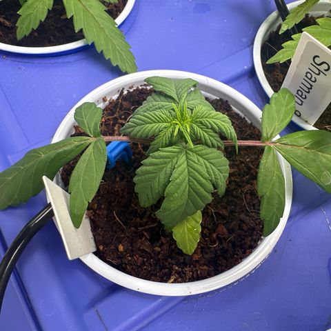 Auto Think Different  #3 growlog timeline photo
