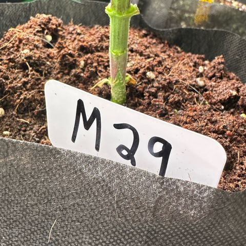CxLAZ #16 50.72g growlog photo: Lollipoped