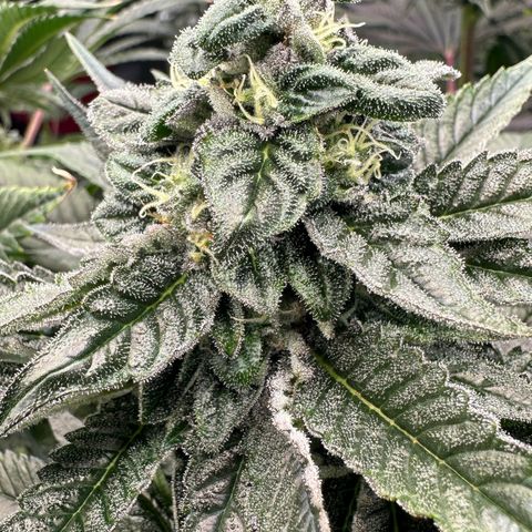 Misc x (LA Kush x Zkittles) #05 growlog timeline photo