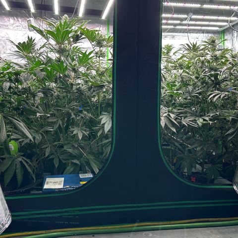 CxLAZ #16 50.72g growlog timeline photo