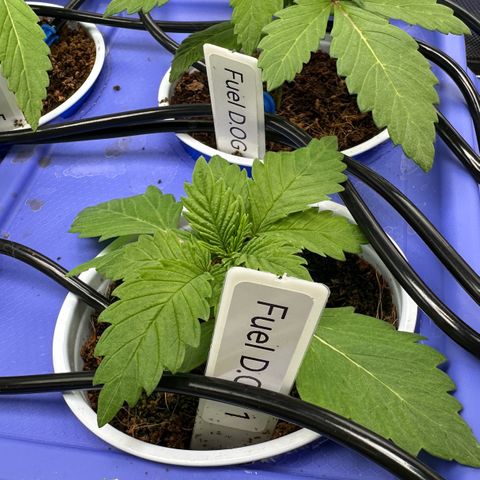 Fuel D.OG #1 Female 47.36g growlog timeline photo