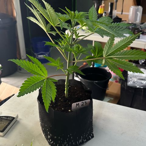 CxLAZ #16 50.72g growlog photo: Lollipoped