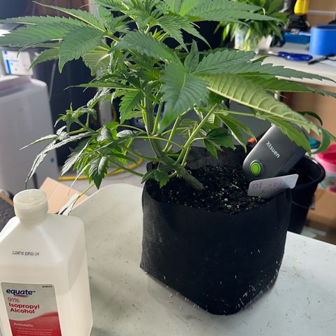 CxLAZ #16 50.72g growlog photo: Lollipoped