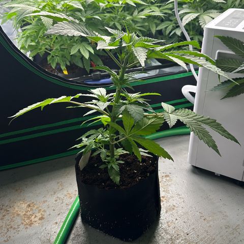 CxLAZ #16 50.72g growlog photo: Lollipoped