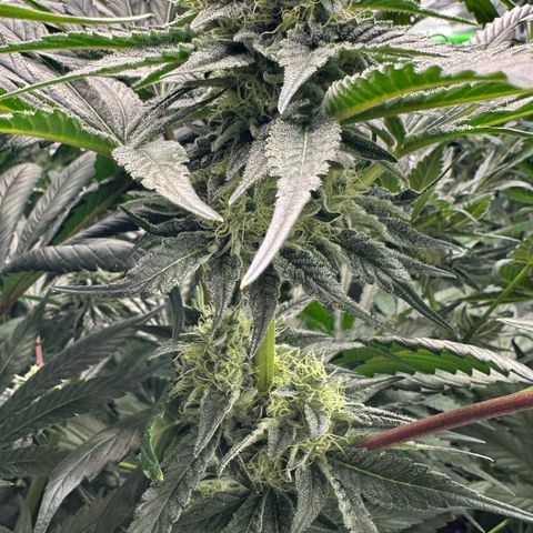 CxLAZ #06 growlog timeline photo