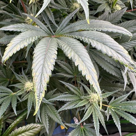 CxLAZ #31 58.75g growlog timeline photo