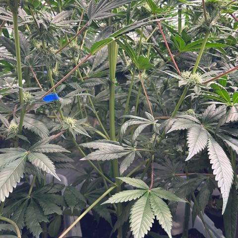 CxLAZ #16 50.72g growlog timeline photo