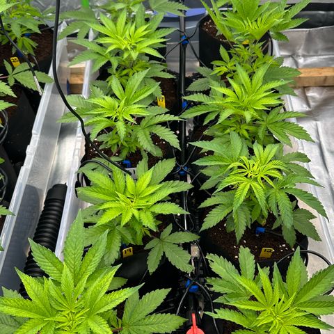 CxLAZ #16 50.72g growlog timeline photo