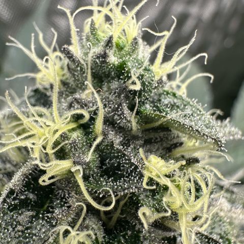 CxLAZ #24 37.13g growlog timeline photo