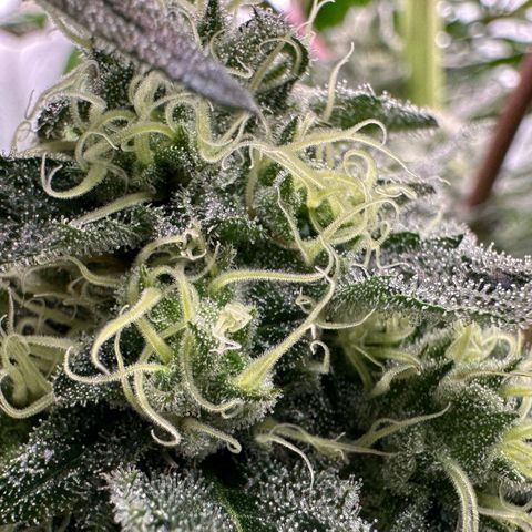 CxLAZ #31 58.75g growlog timeline photo