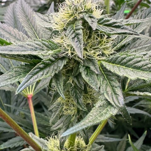 Misc x (LA Kush x Zkittles) #10 growlog timeline photo