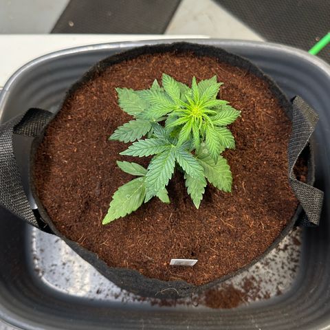 Auto Think Different  #1 growlog photo: Transplanted into 1 gal