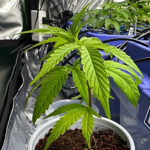 Shaman growlog timeline photo