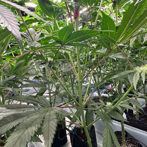 CxLAZ #15 52g growlog timeline photo