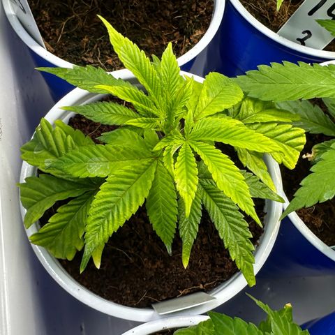 CxLAZ #20 C1 25g growlog timeline photo
