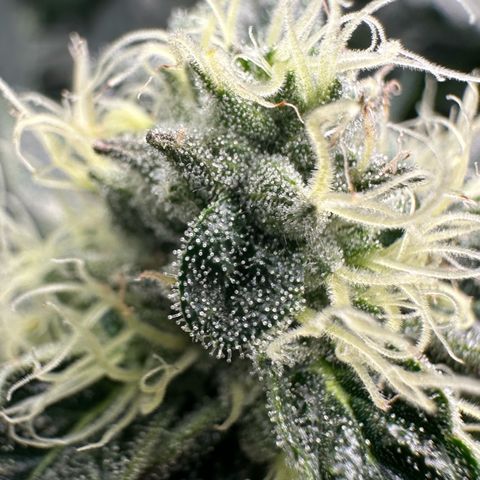 CxLAZ #15 52g growlog timeline photo