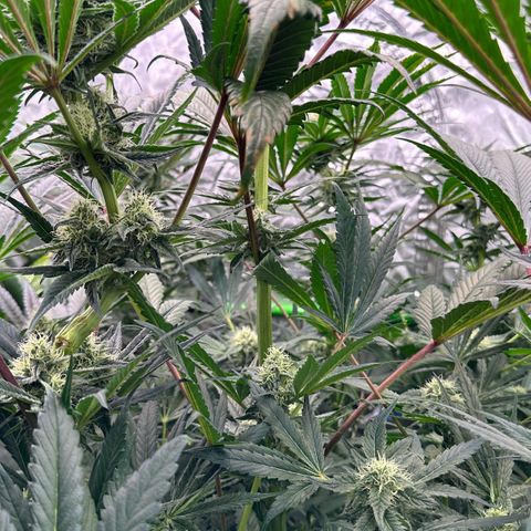 Misc x (LA Kush x Zkittles) #29 25.69g growlog timeline photo