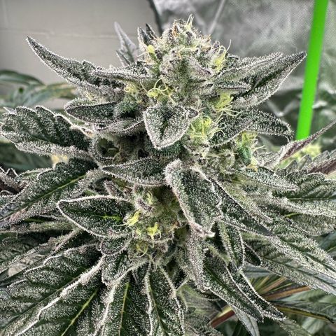 Misc x (LA Kush x Zkittles) #22 34.14g growlog timeline photo