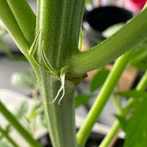CxLAZ #16 50.72g growlog photo: Lollipoped