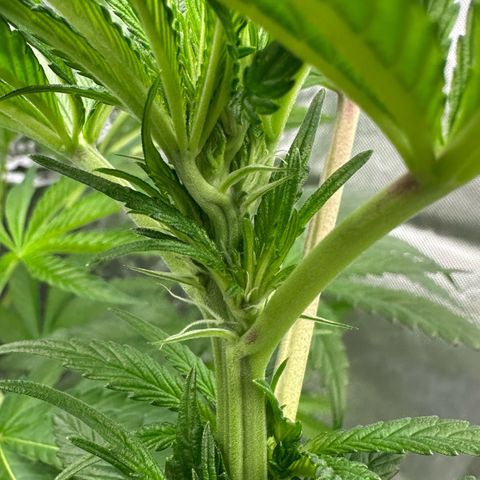 CxLAZ #16 50.72g growlog timeline photo