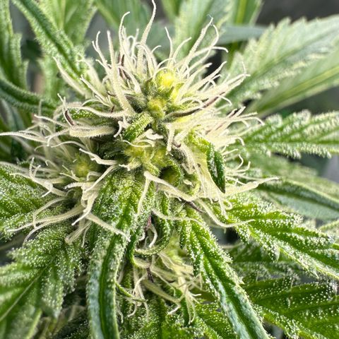 CxLAZ #24 37.13g growlog timeline photo