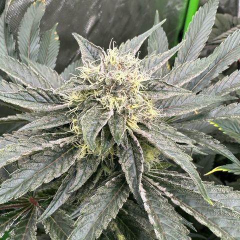 CxLAZ #11 50.28g growlog timeline photo