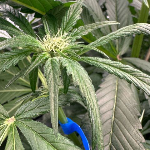 CxLAZ #16 50.72g growlog photo: Pollenated bud site