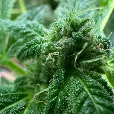 CxLAZ #20 13.7g growlog timeline photo