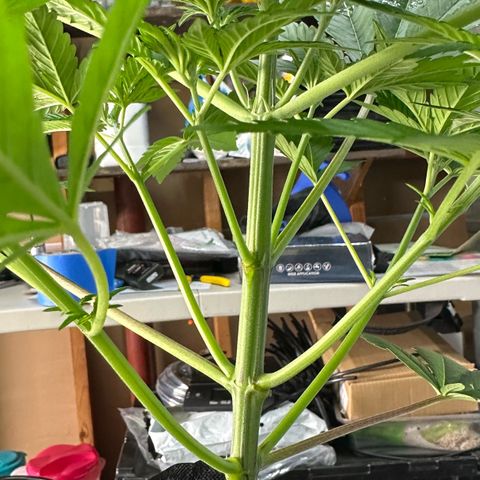 CxLAZ #16 50.72g growlog photo: Lollipoped
