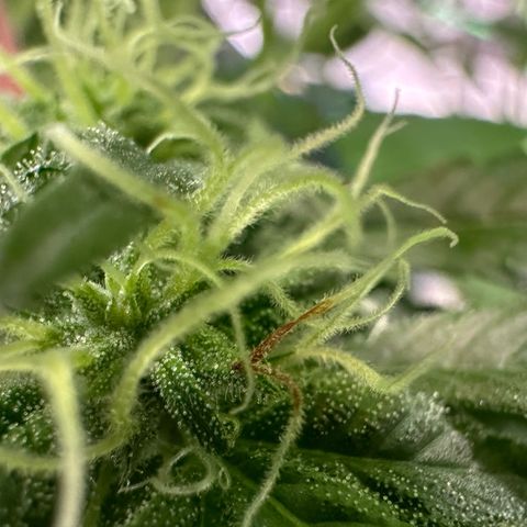 CxLAZ #03 45.52g growlog photo: Pollen sac from training on Tuesday