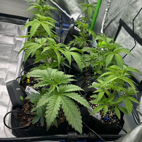 CxLAZ #16 50.72g growlog timeline photo