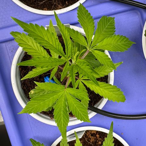 CxLAZ #15 C #1 growlog timeline photo