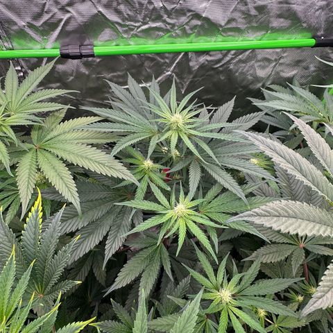 CxLAZ #15 52g growlog timeline photo
