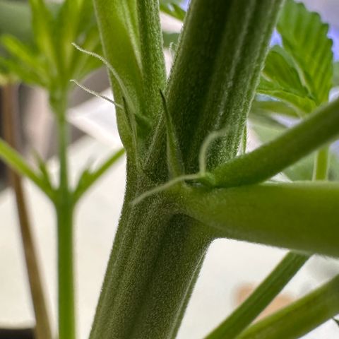 CxLAZ #16 50.72g growlog photo: Lollipoped