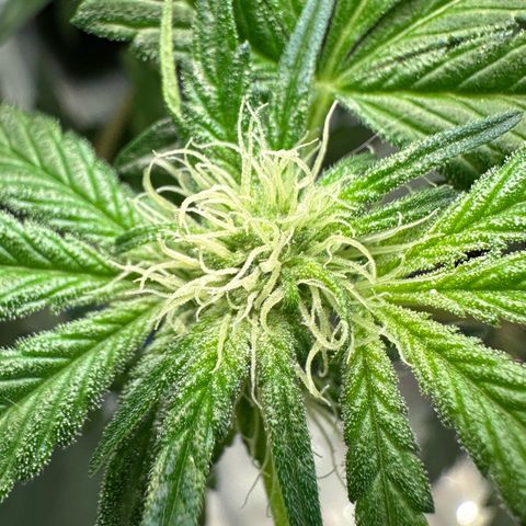 CxLAZ #16 50.72g growlog photo: Pollenated bud site