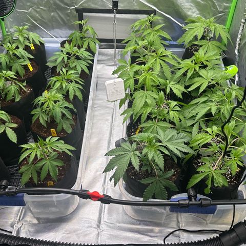 Misc x (LA Kush x Zkittles) #26 60.7g growlog timeline photo