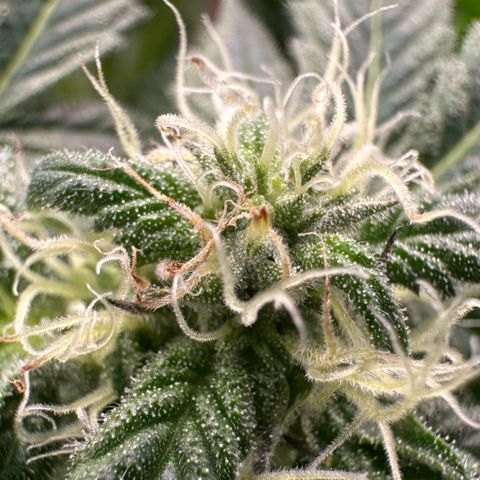 CxLAZ #03 45.52g growlog photo: Pollen sac from training on Tuesday
