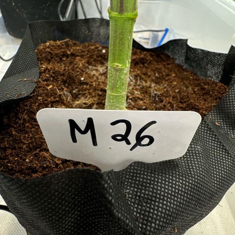CxLAZ #16 50.72g growlog timeline photo