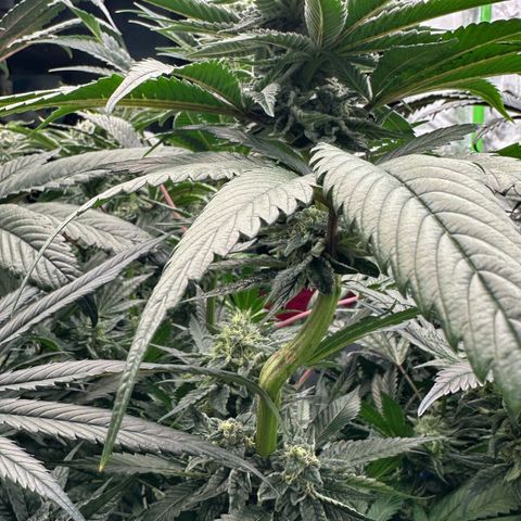 Misc x (LA Kush x Zkittles) #05 growlog timeline photo
