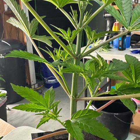 CxLAZ #16 50.72g growlog photo: Lollipoped