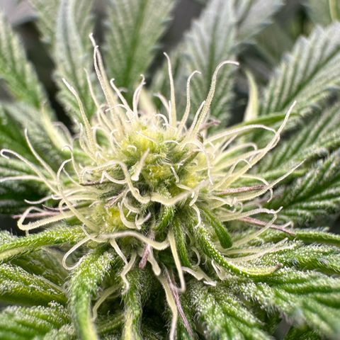 CxLAZ #16 50.72g growlog timeline photo