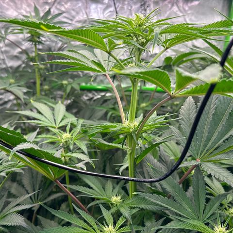 CxLAZ #16 50.72g growlog timeline photo