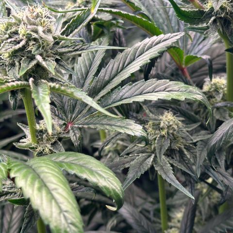 Misc x (LA Kush x Zkittles) #26 60.7g growlog timeline photo