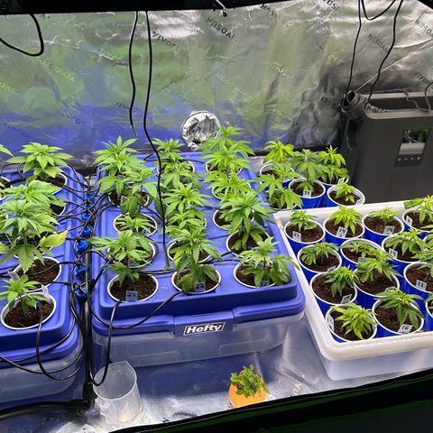Shaman growlog photo: Removed lower leaves that were damaged.