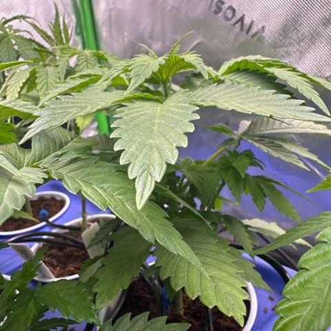 Fuel D.OG #2 Female 49.44g M growlog timeline photo